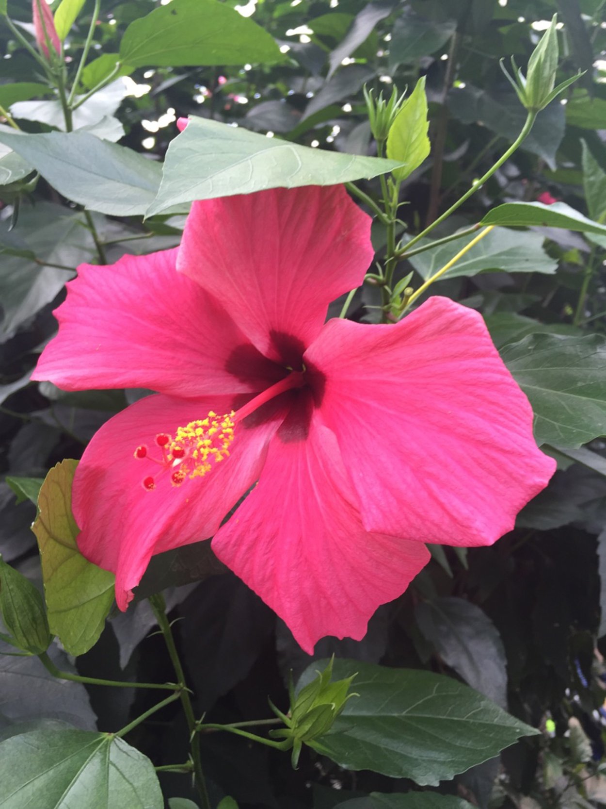 Гибискус китайская роза