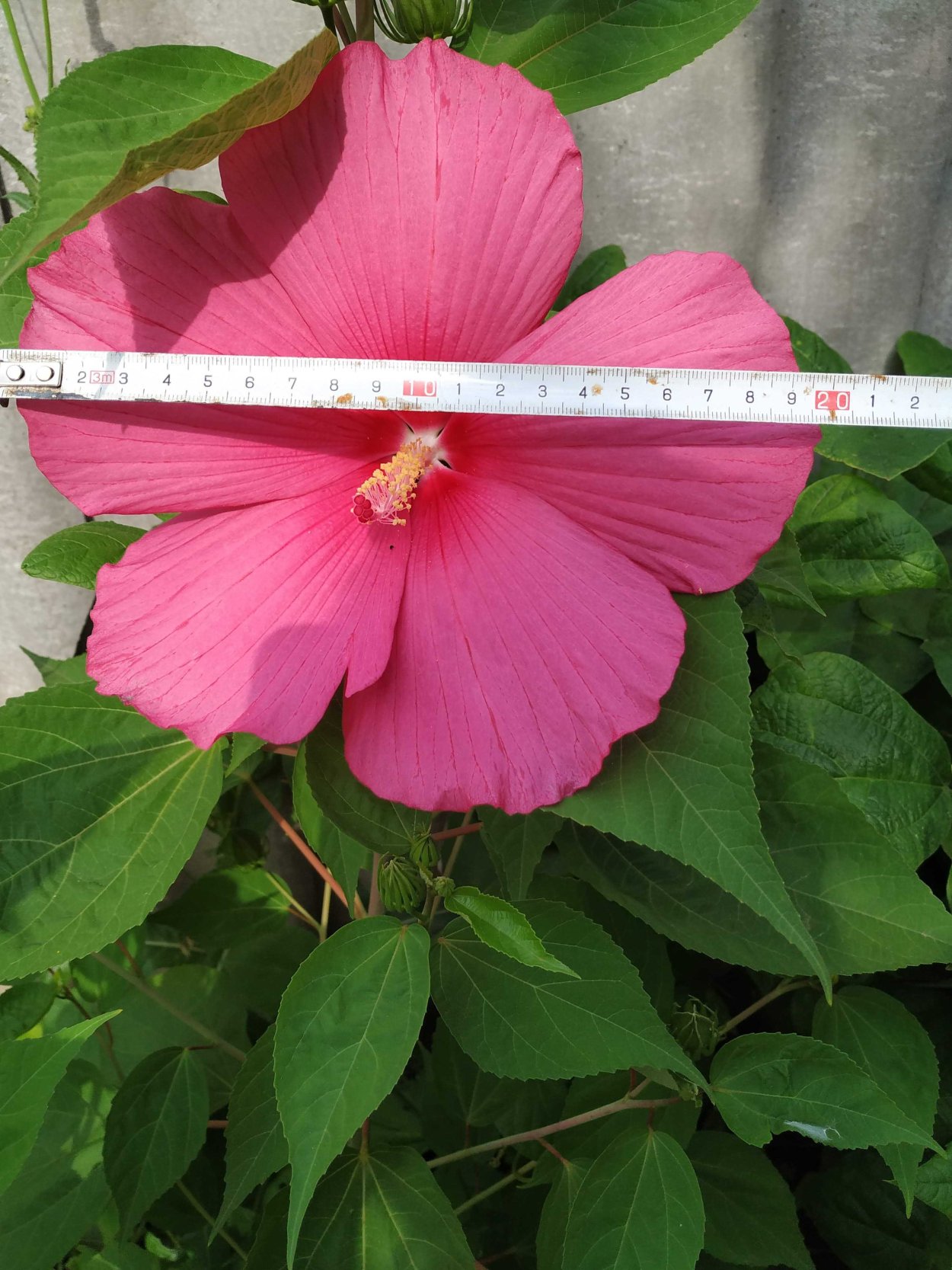 Гибискус травянистый красный