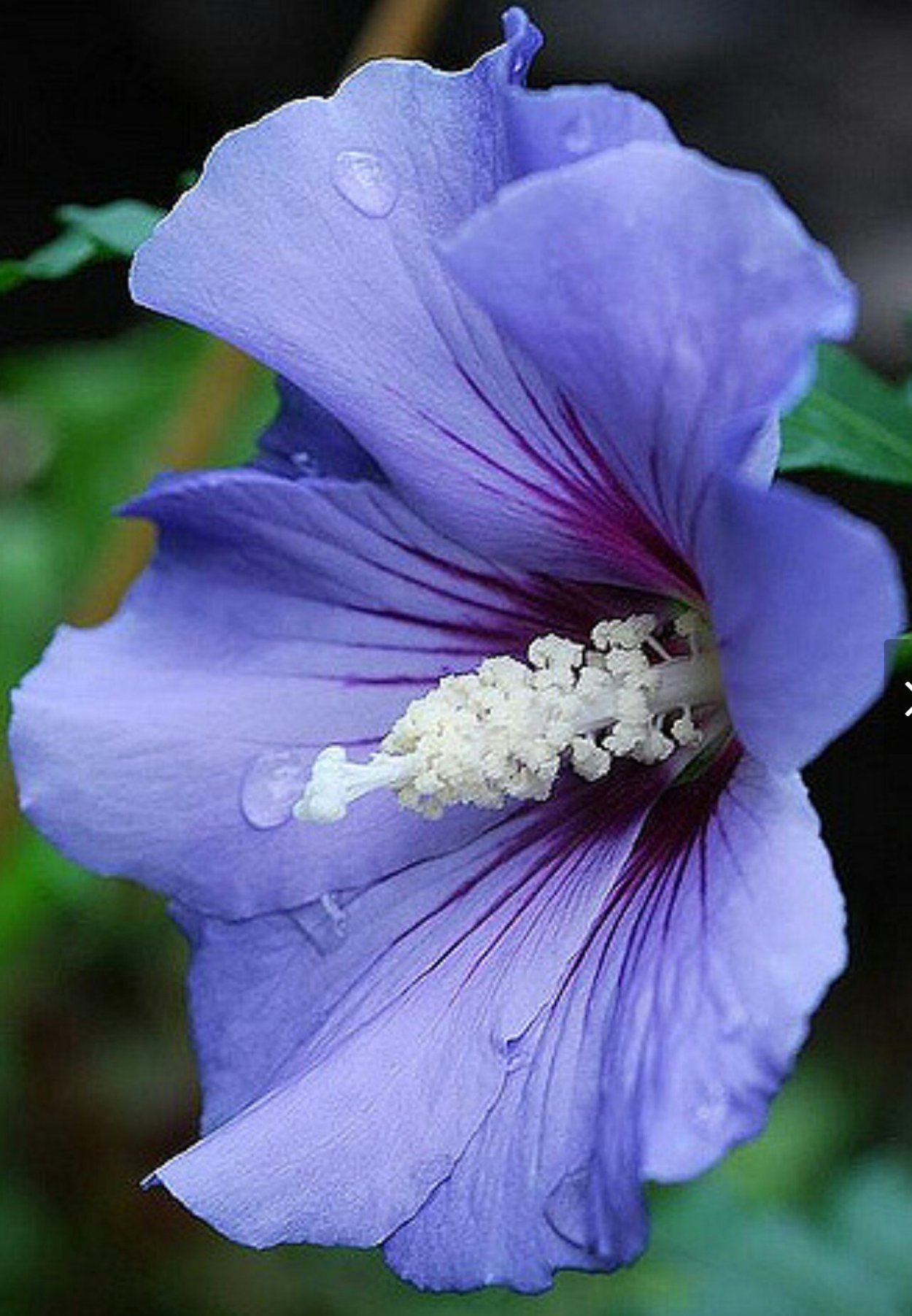 Гибискус голубой