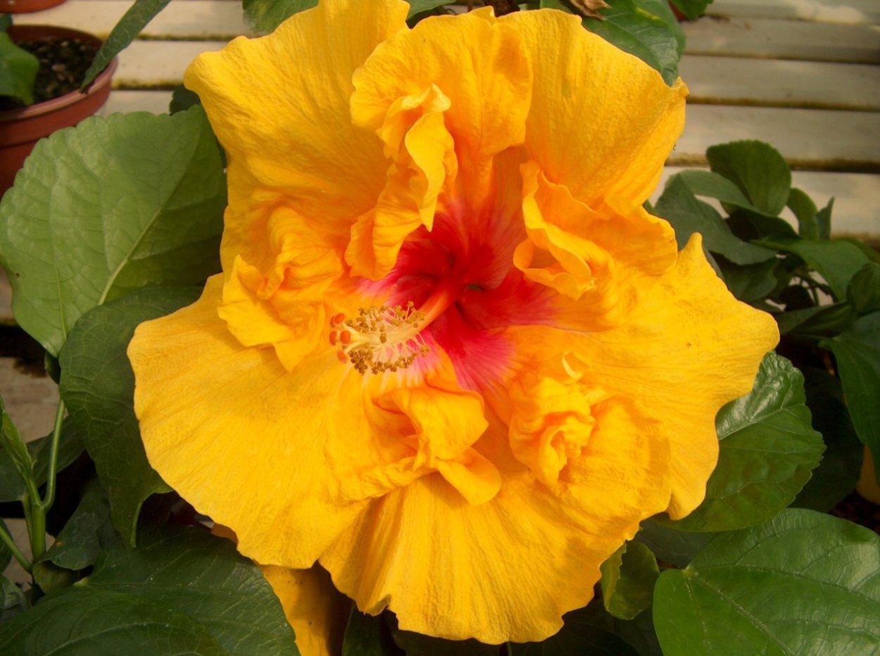 Гибискус травянистый желтый