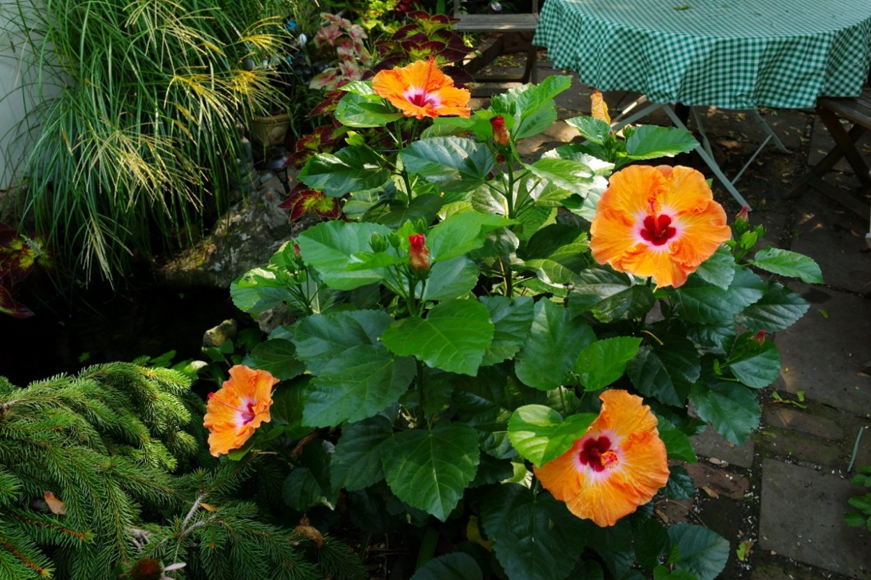 Гибискус в садовой композиции