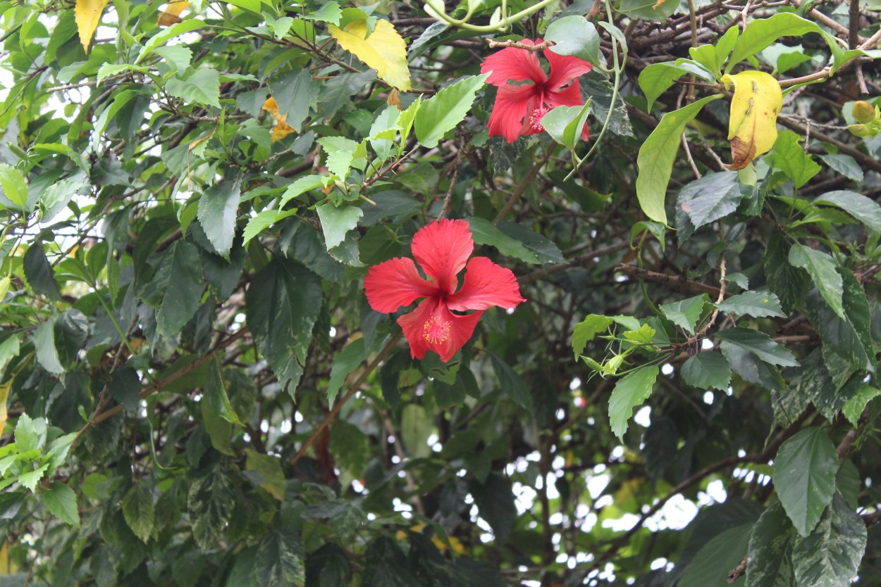 Гибискус Парамарибо