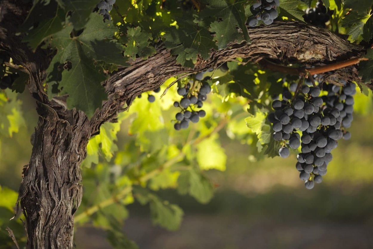 Виноградная лоза и Виноградарь