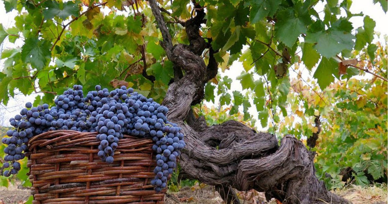 Виноград Аргентина