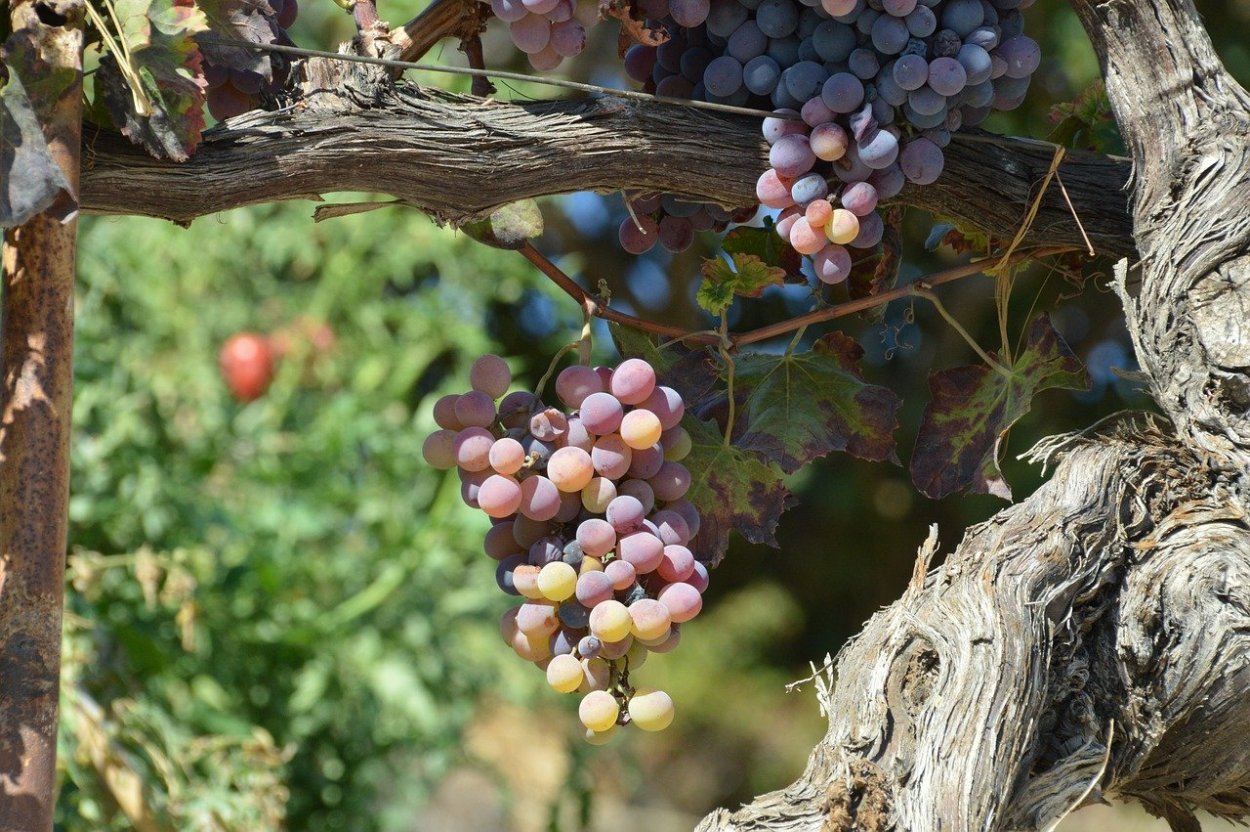 Виноградное дерево фото