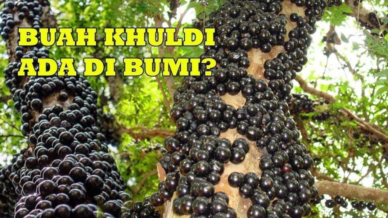 Джаботикаба бразильское виноградное дерево