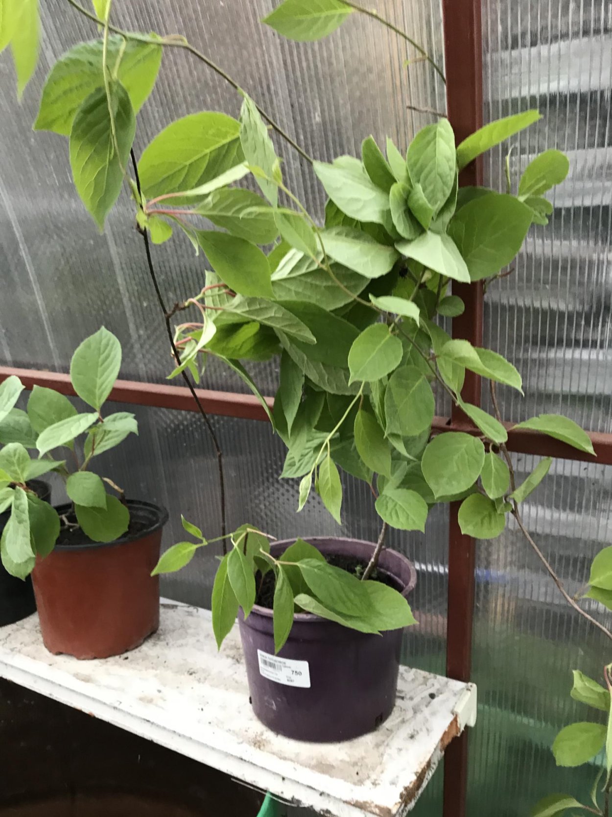 Лимонник домашний