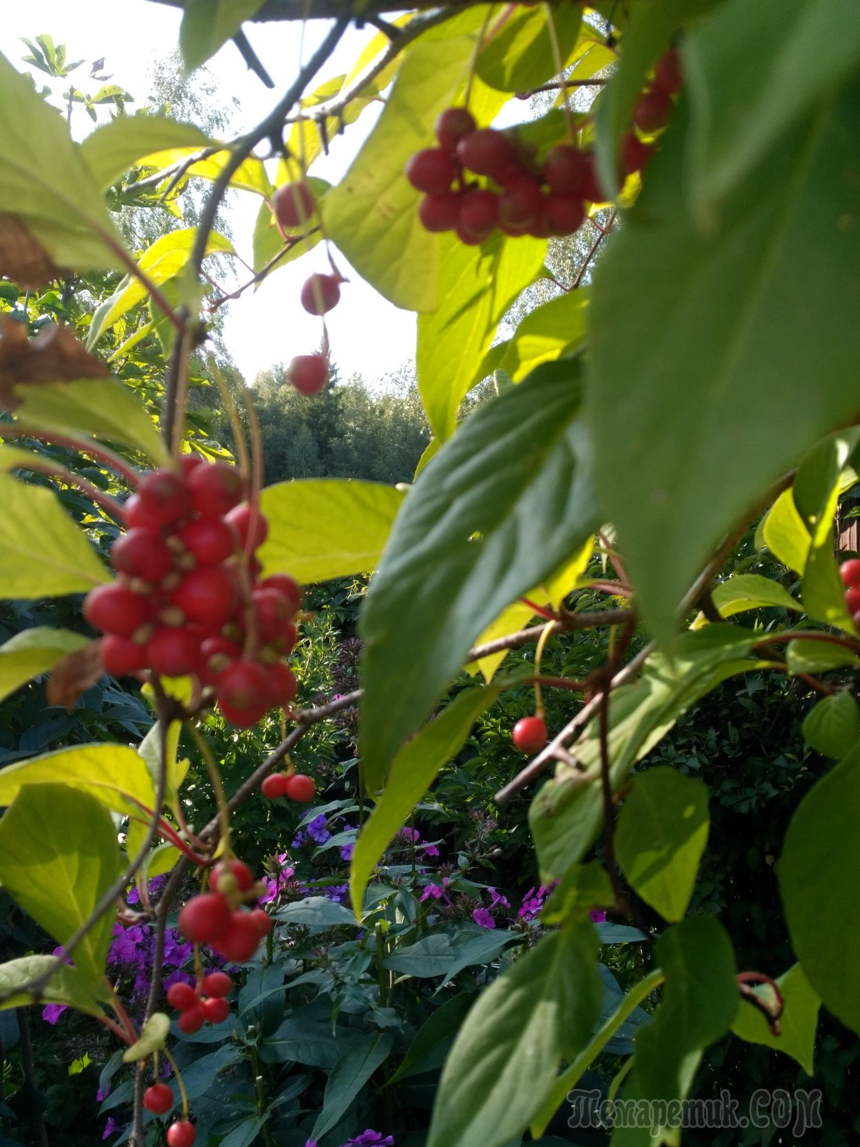 Павловский лимонник