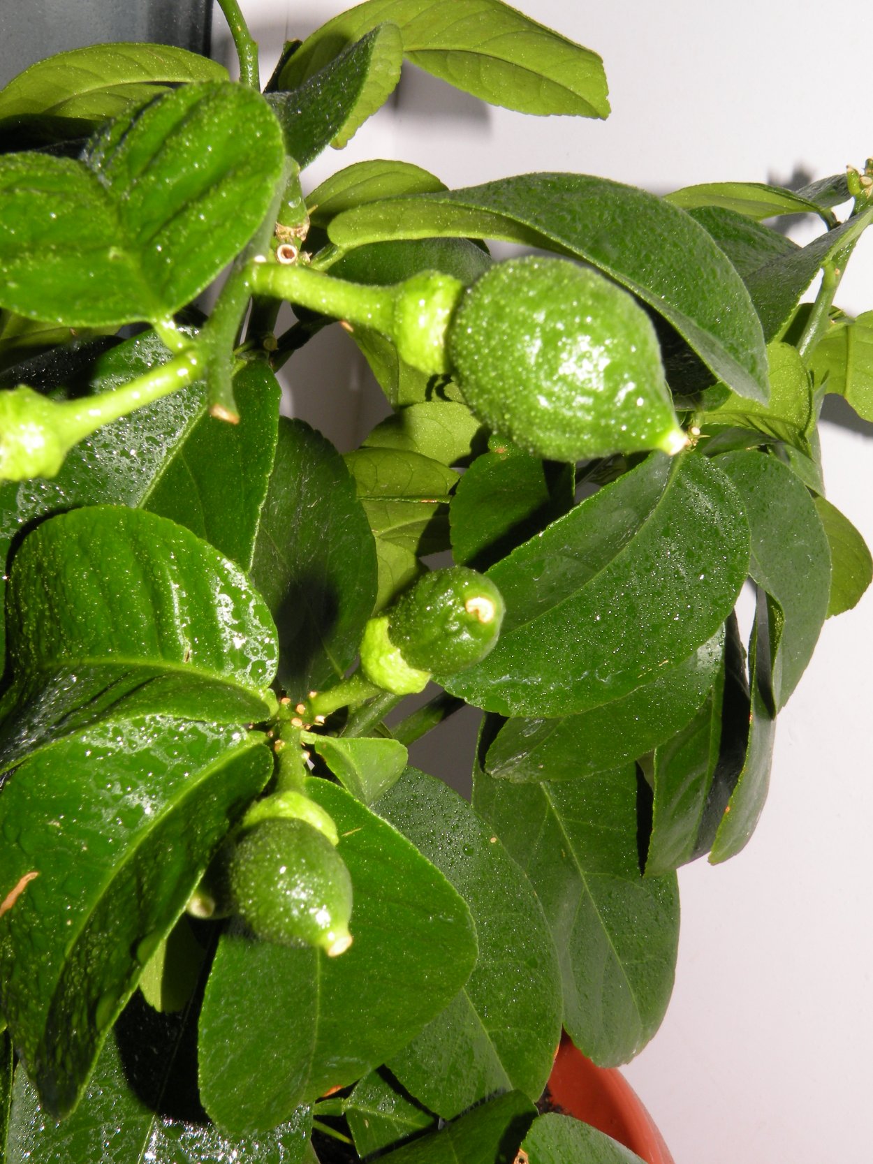 Лимонник цветок