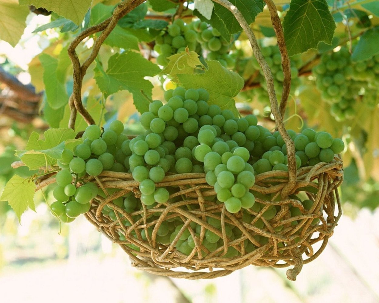 Гроздь зеленого винограда