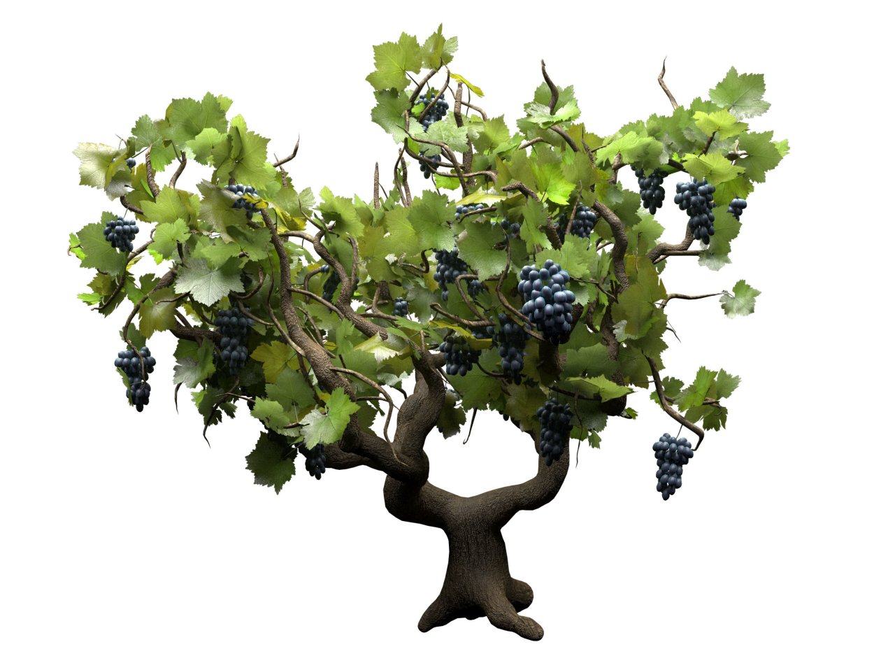 Виноградник 3д модель