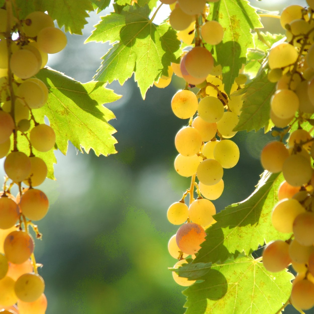 Виноград на солнце