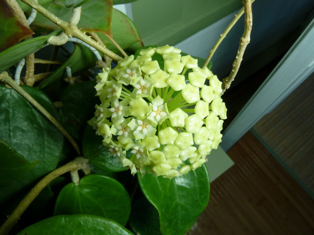 Хойя инколоник