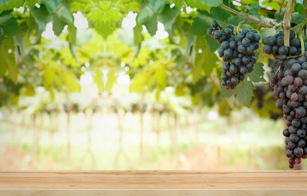 Виноград Рошфор