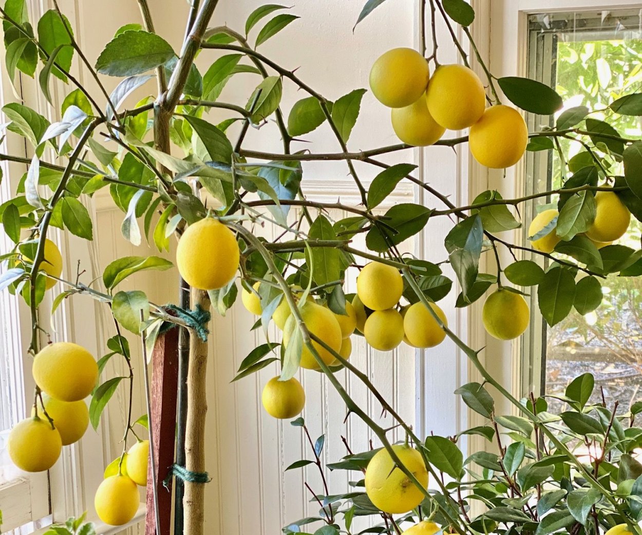 Лимонное дерево Мейера