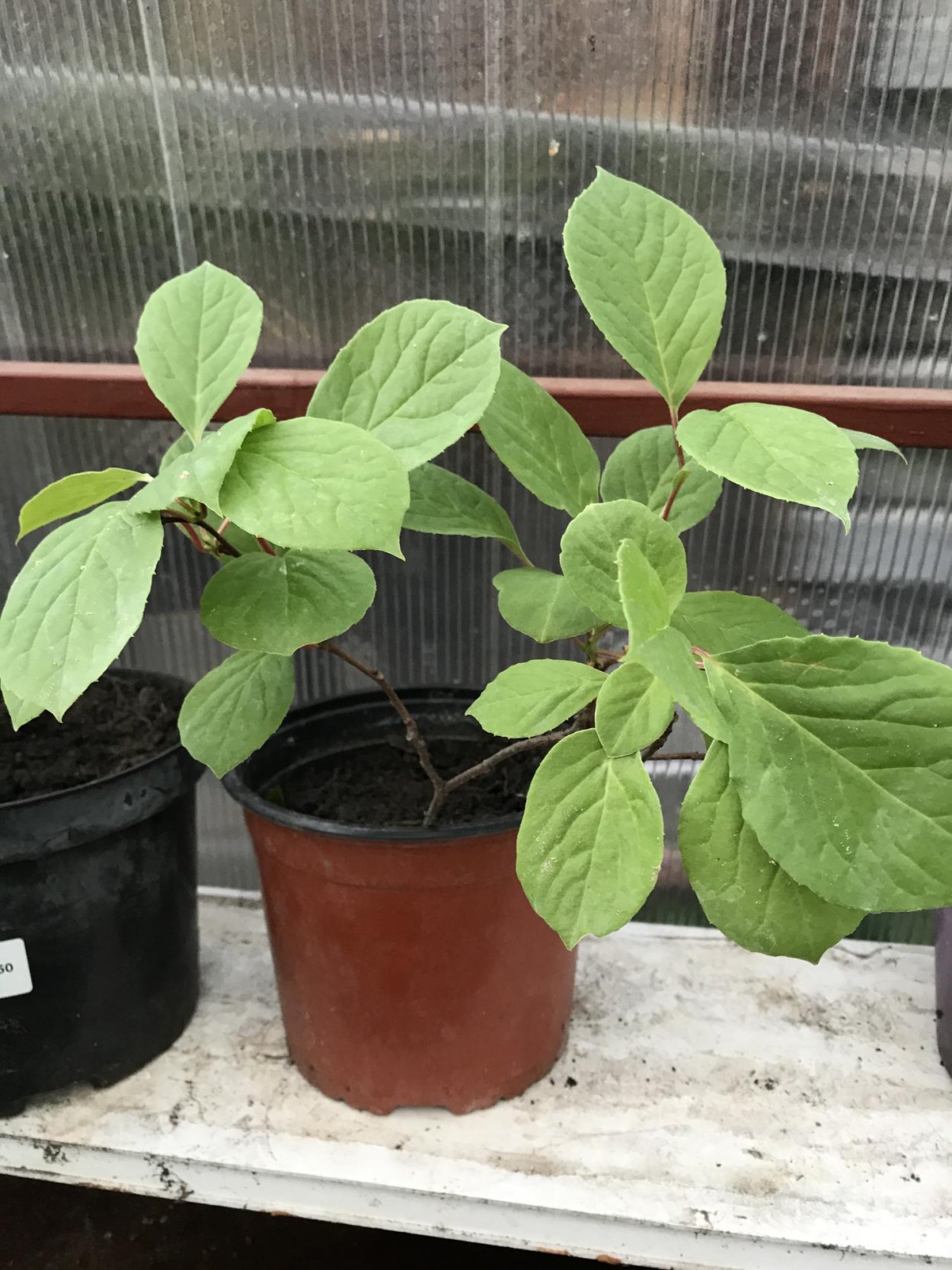 Лимонник Росток