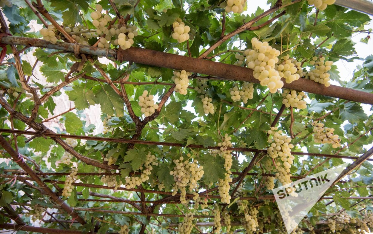 Виноградная Долина Армения