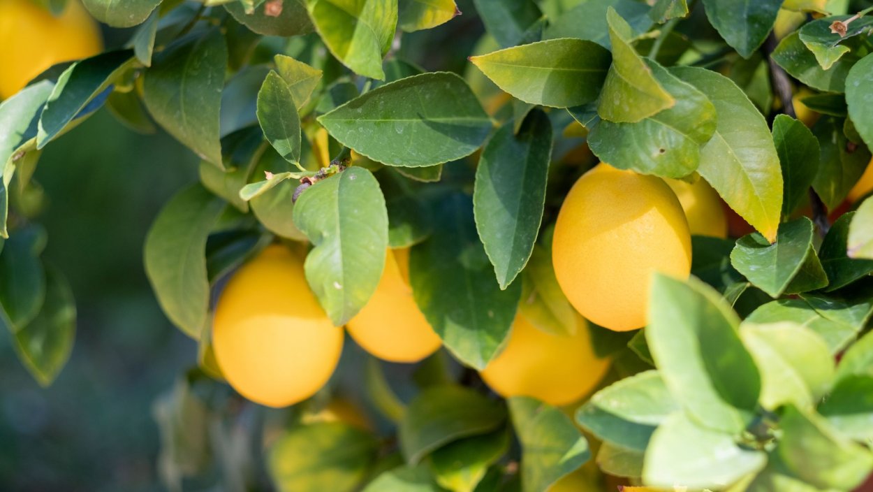 Природа и цветы в HD качестве