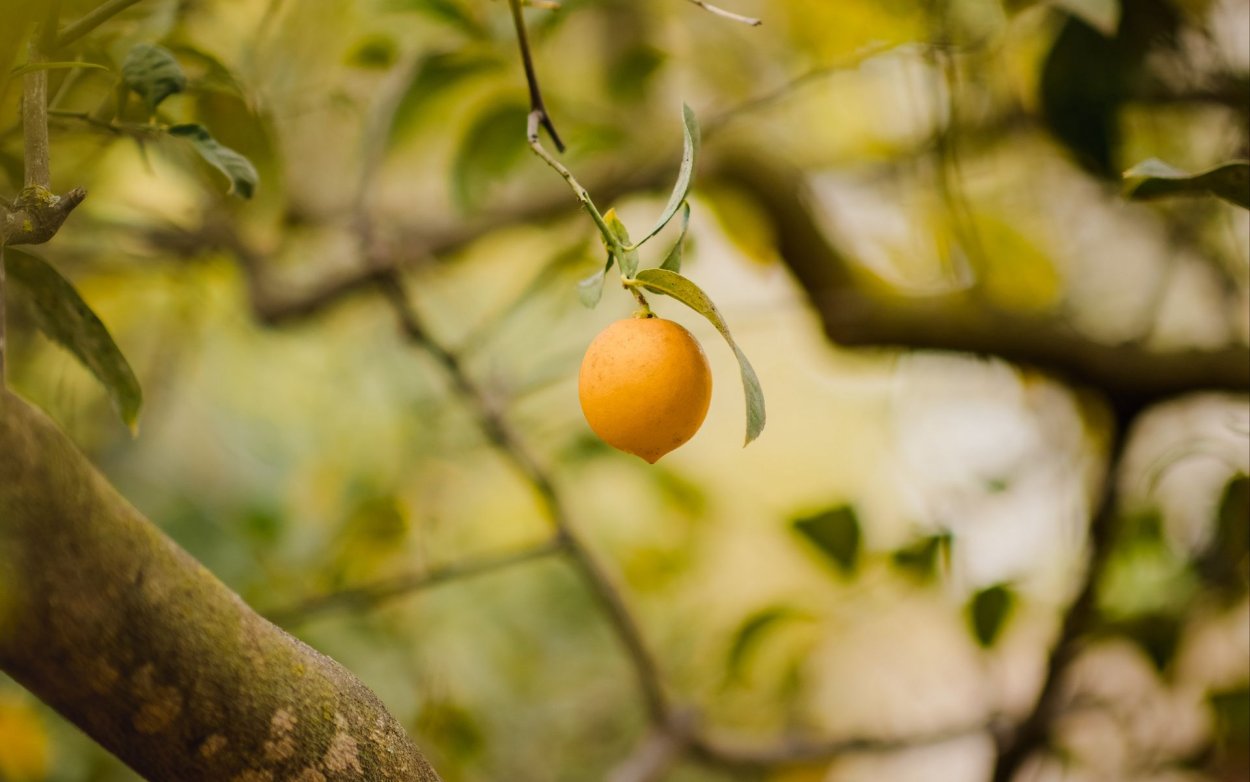 Обои на телефон цитрусовое дерево