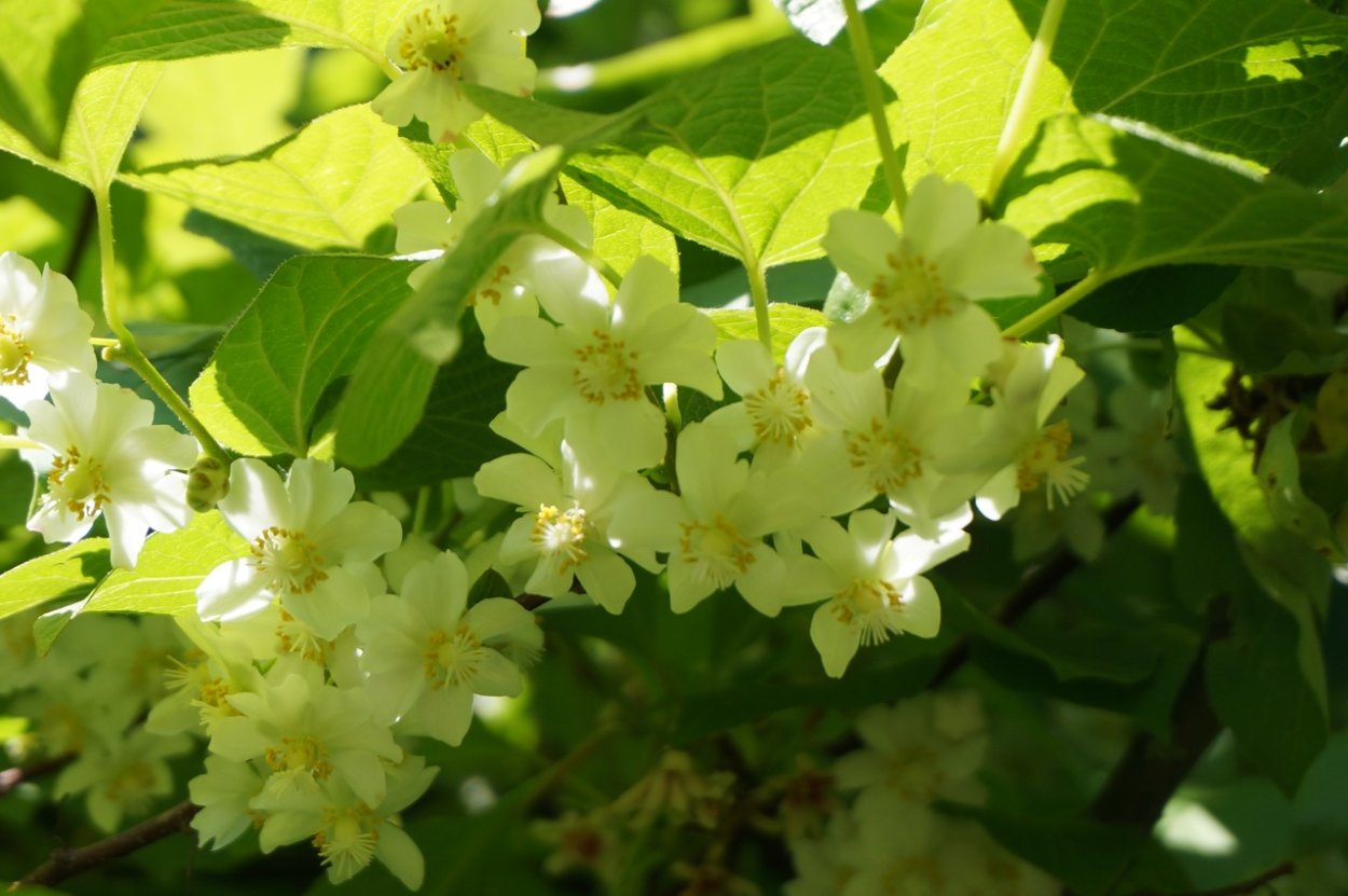 Актинидия Женева цветет