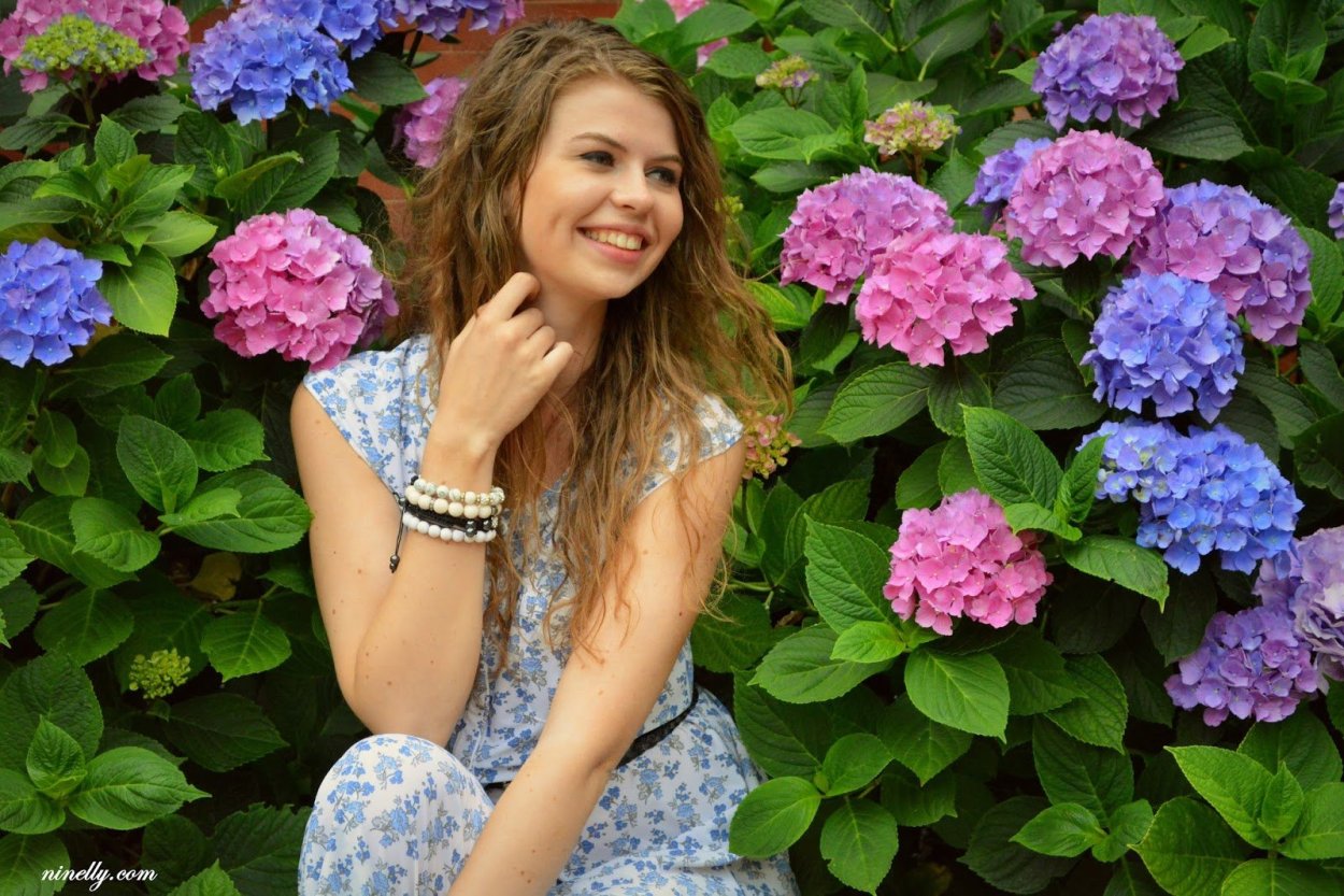 Гортензия крупнолистная три сестры