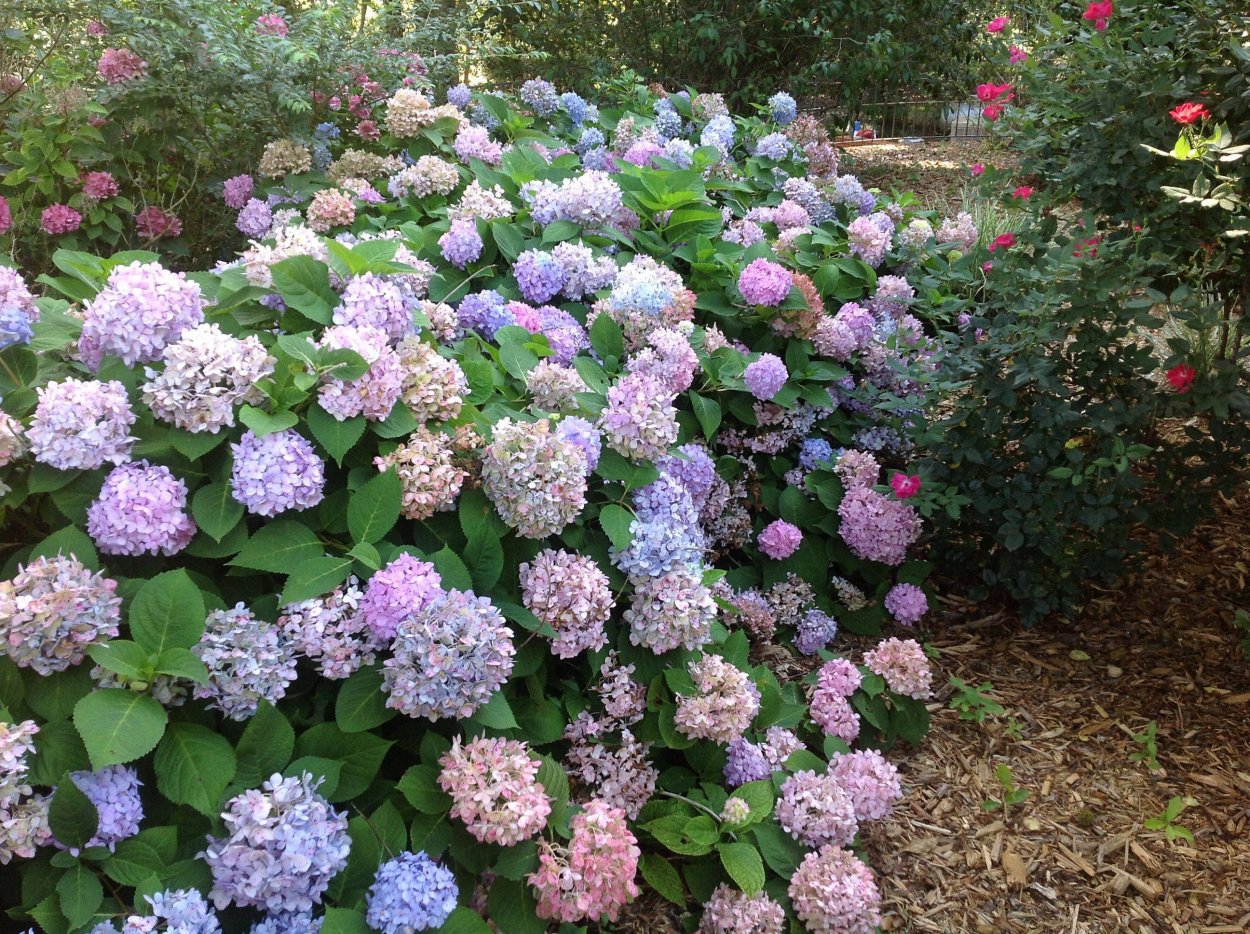 Гортензия Эндлесс