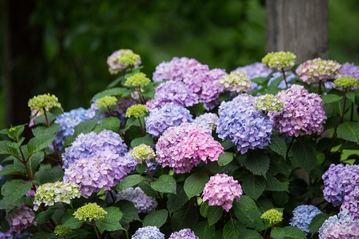 Гортензия крупнолистная вечное лето