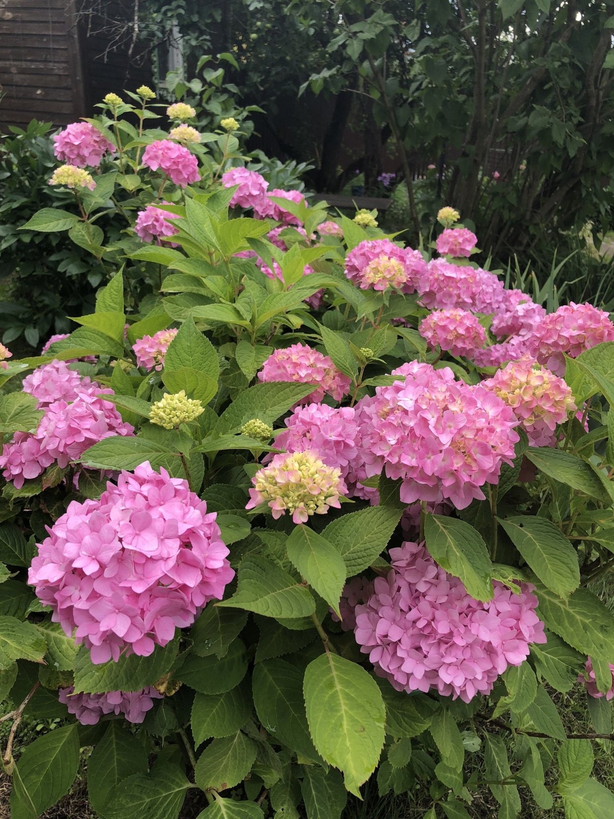 Гортензия крупнолистная Эндлесс саммер