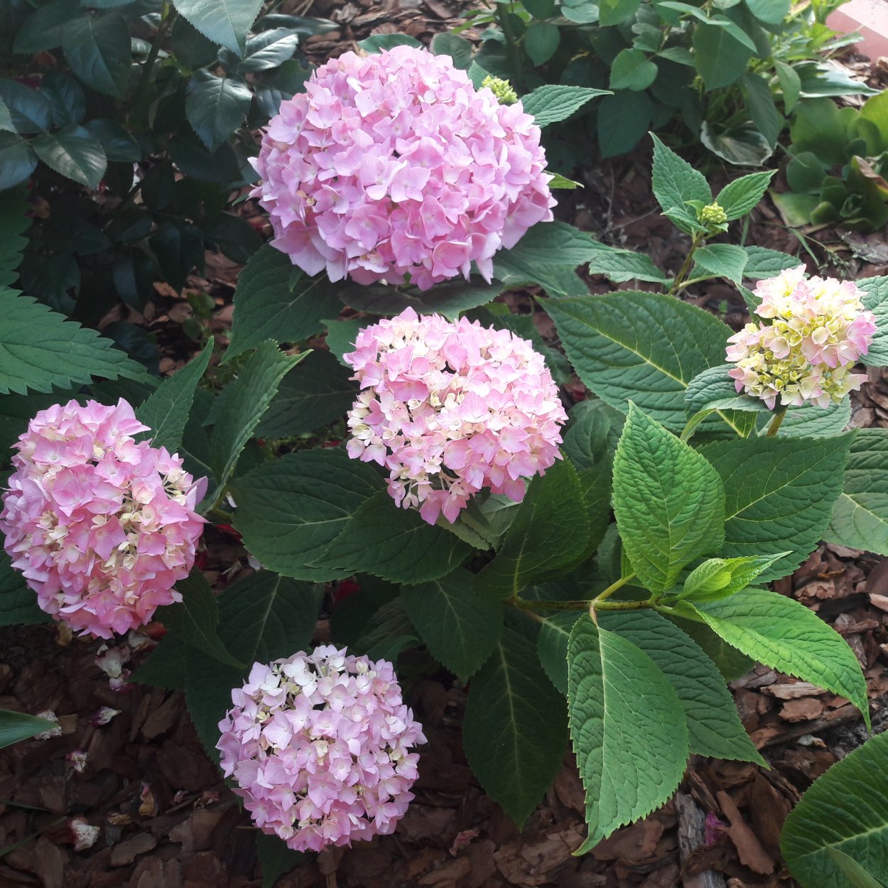 Гортензия крупнолистная Эндлесс саммер