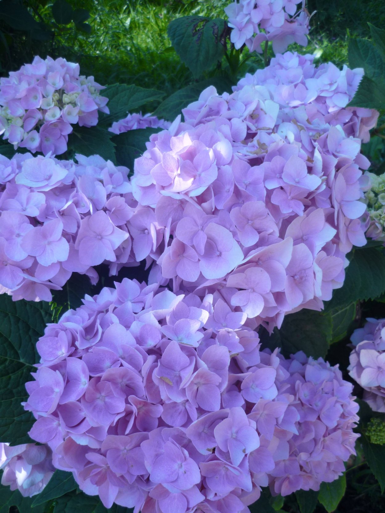 Гортензия крупнолистная Эндлесс саммер