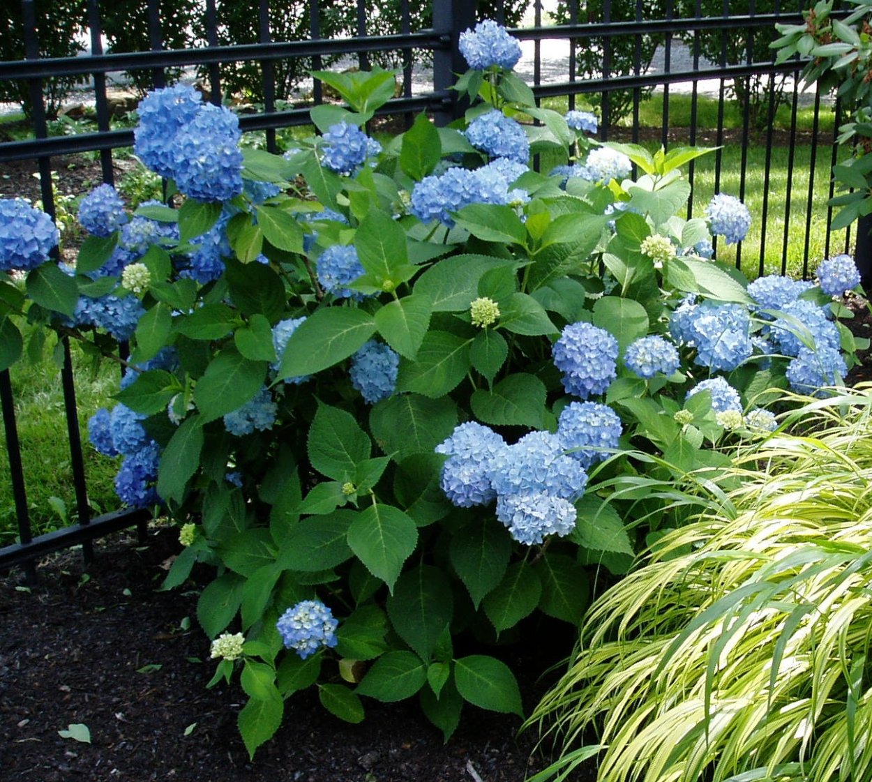 Гортензия Блю Хевен