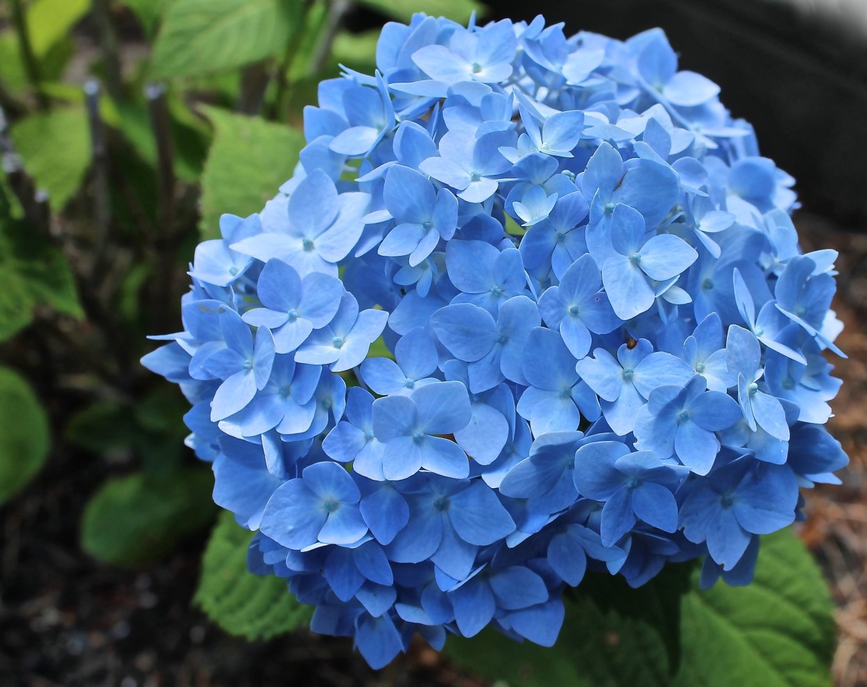 Гортензия крупнолистная саммер