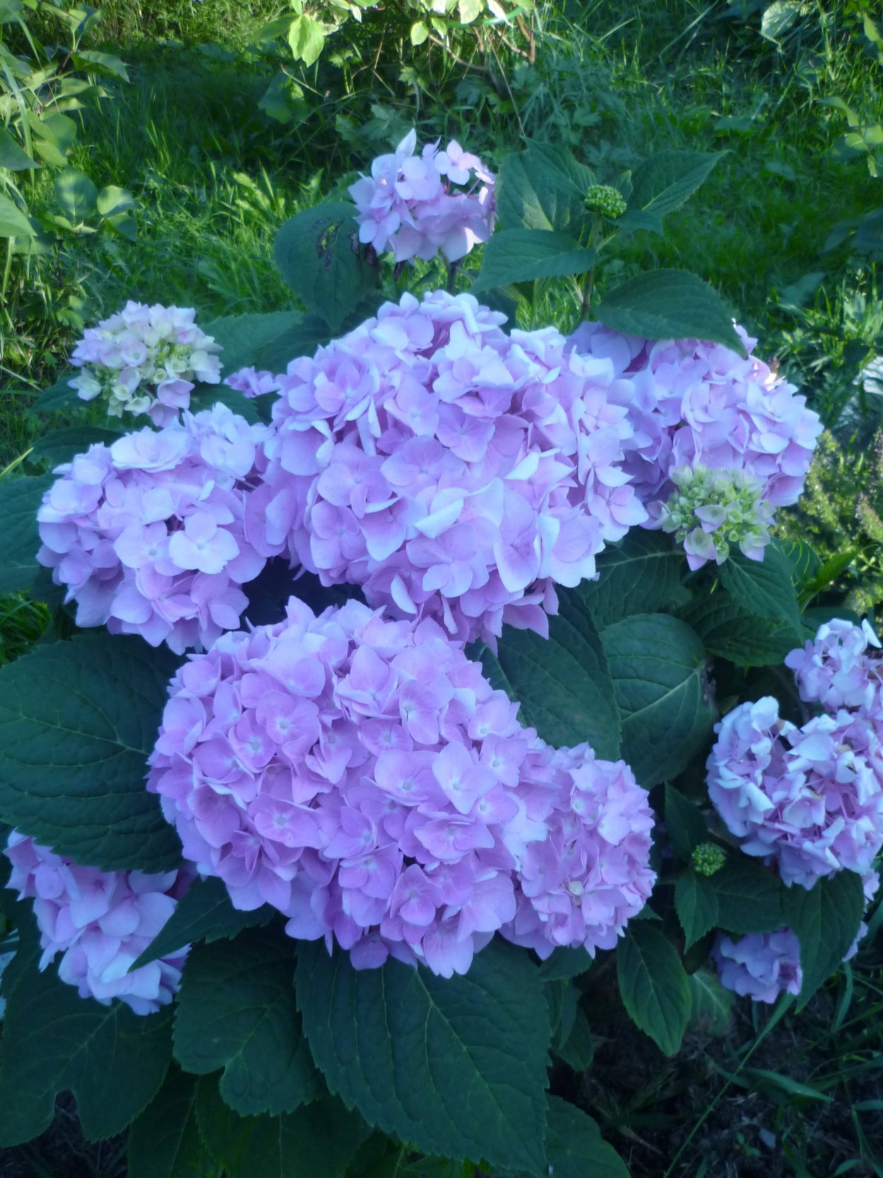 Гортензия Эдлер саммер