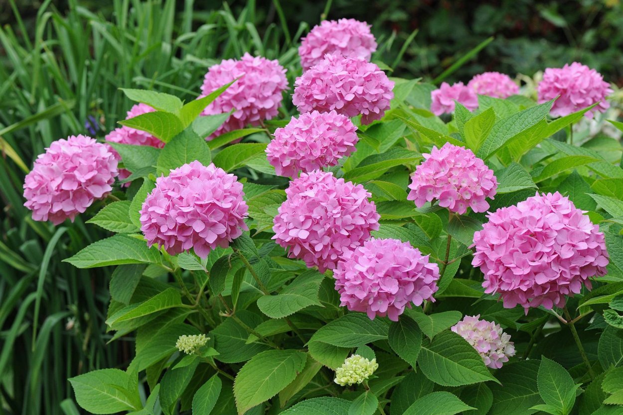 Гортензия круглолистая