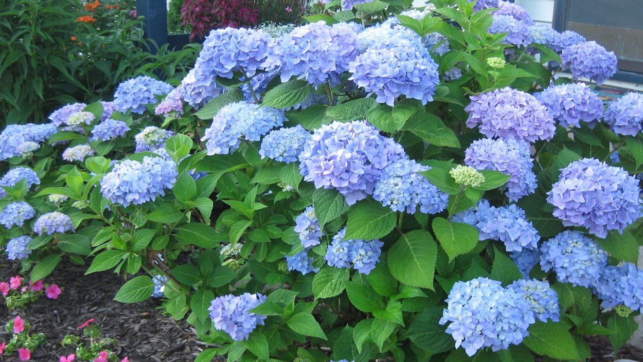 Гортензия крупнолистная Блю