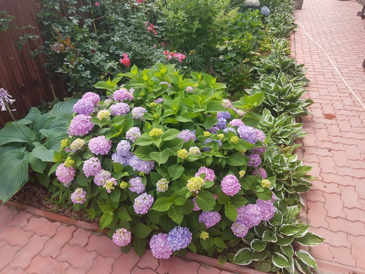 Гортензия метельчатая вечное лето