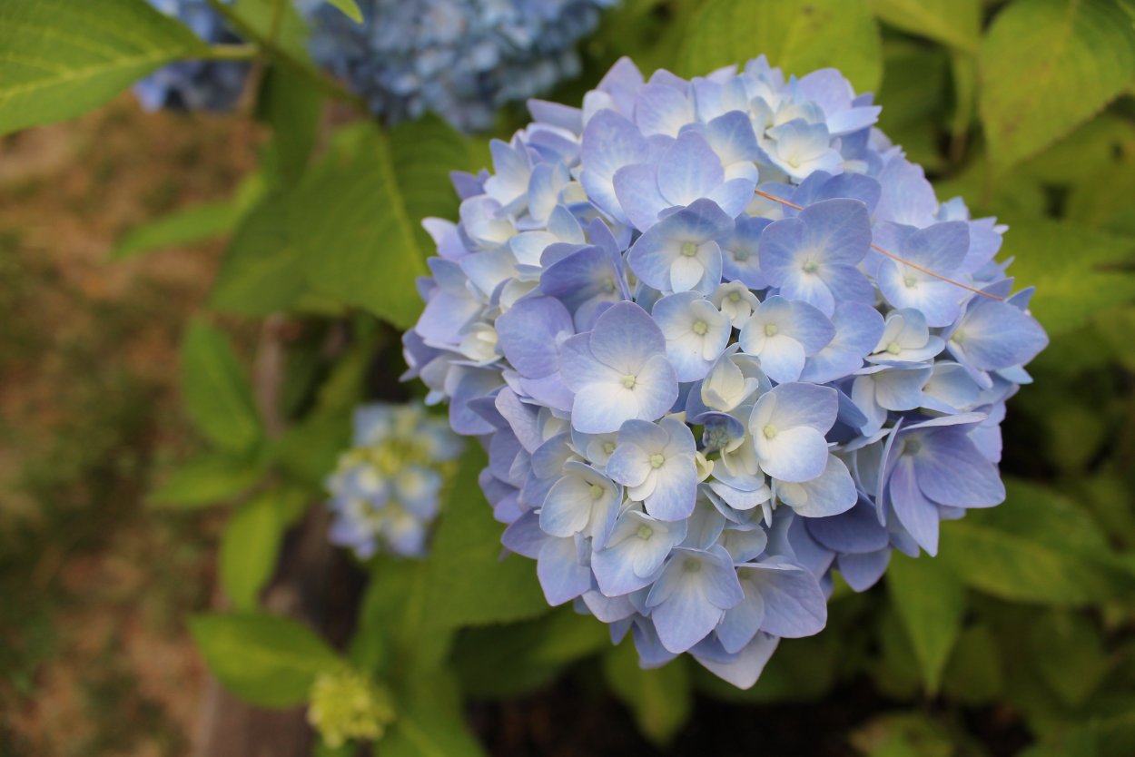 Гортензия крупнолистная Эндлесс саммер голубая