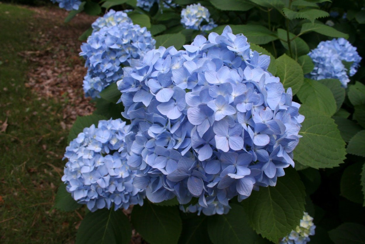 Гортензия крупнолистная Лавбла