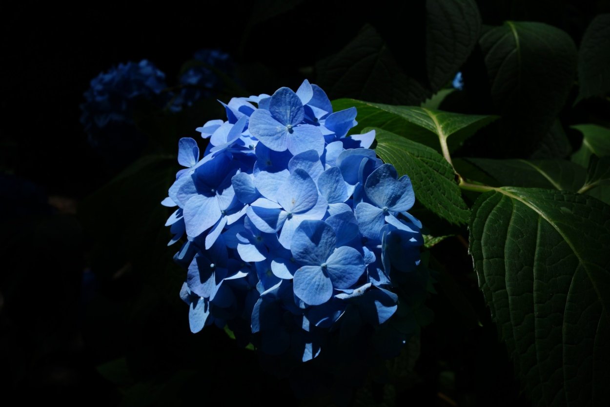 Гортензия крупнолистная индиго