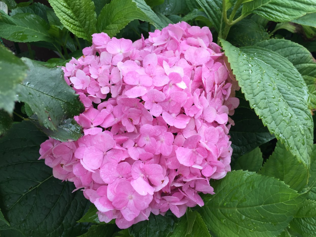 Гортензия крупнолистная вечное лето