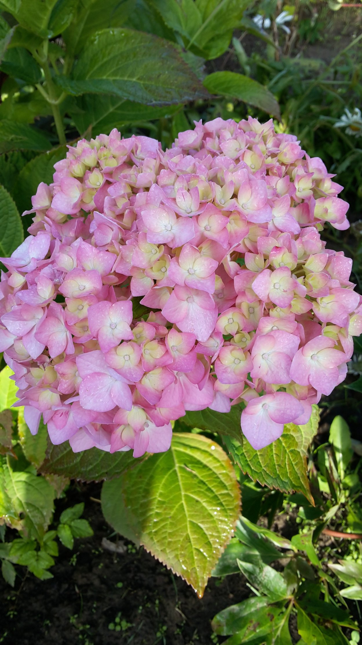 Гортензия крупнолистная Бесконечное лето