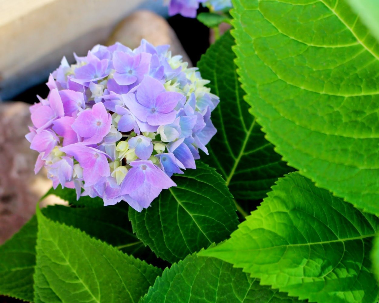 Гортензия Селина крупнолистная