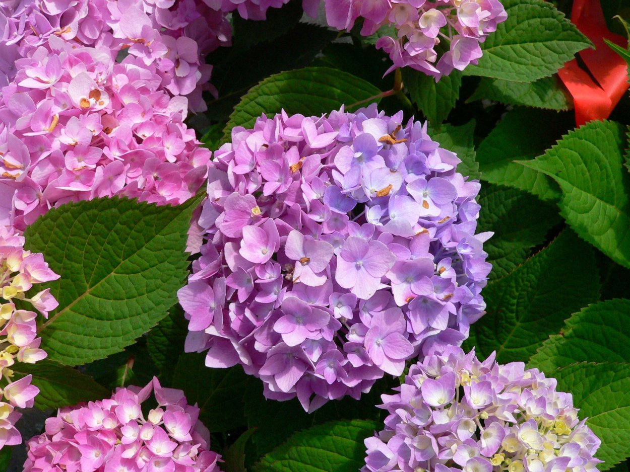 Гортензия крупнолистная вечное лето