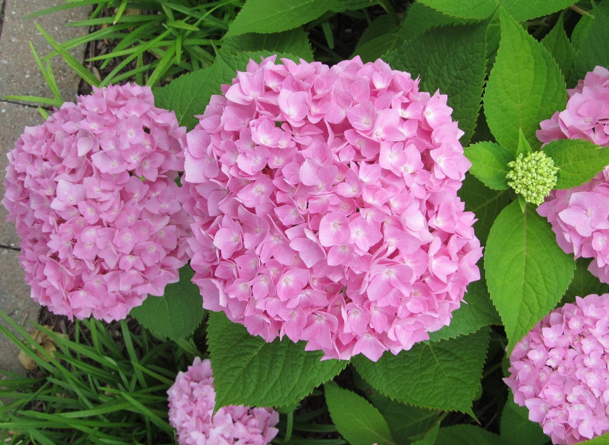 Гортензия Сноуболл