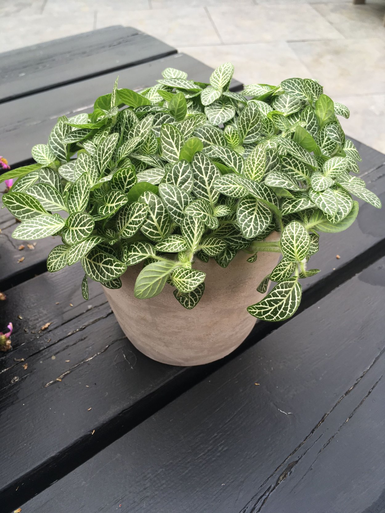 Фиттония Вершаффельта