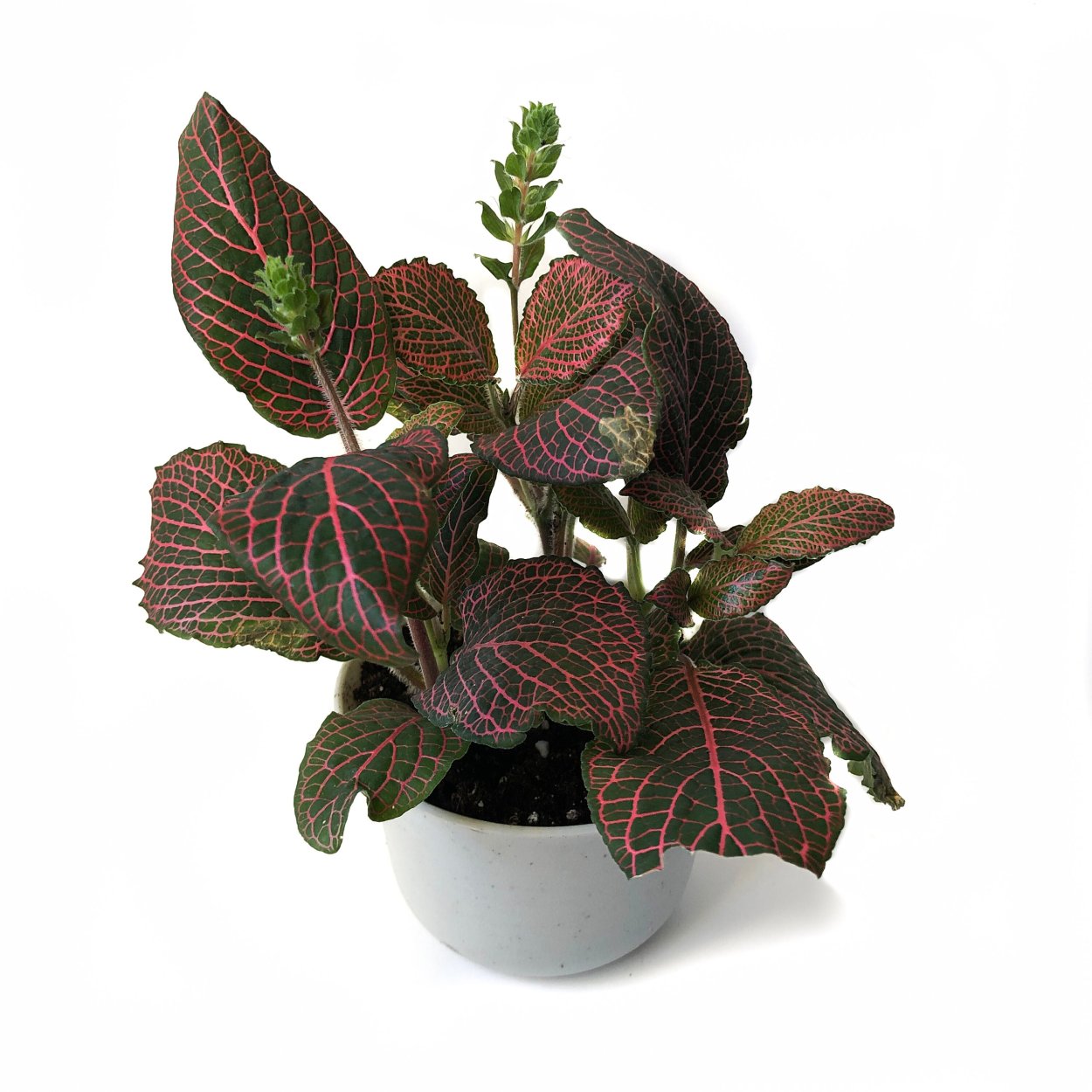 Фиттония бонсай