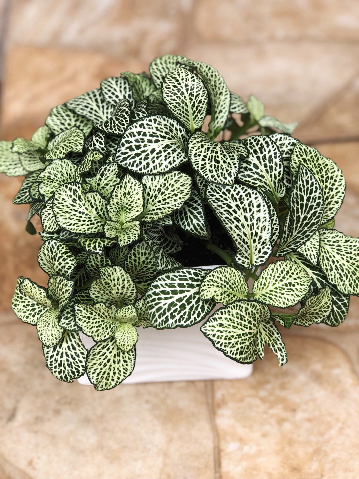 Фиттония крупнолистная