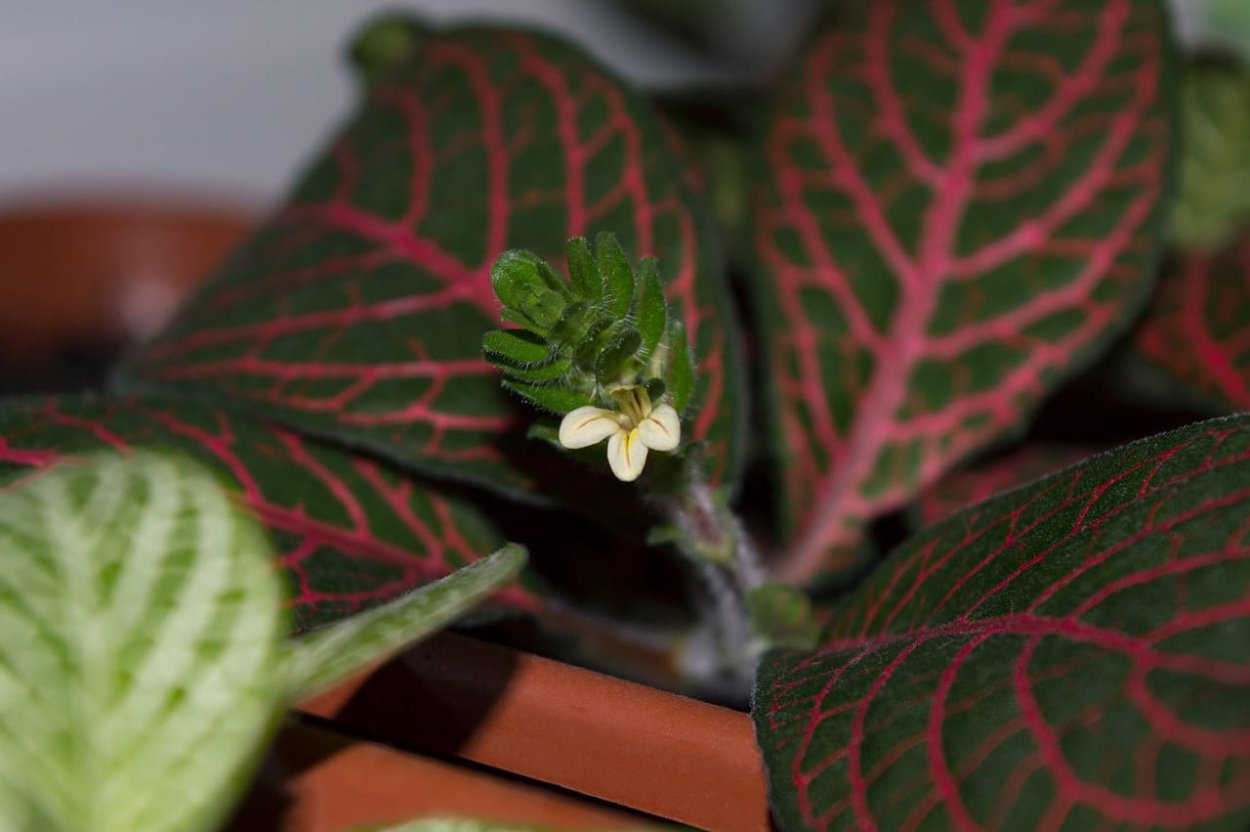 Фиттония цветет