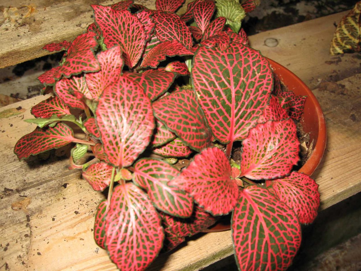 Фиттония верша фельта — Fittoni