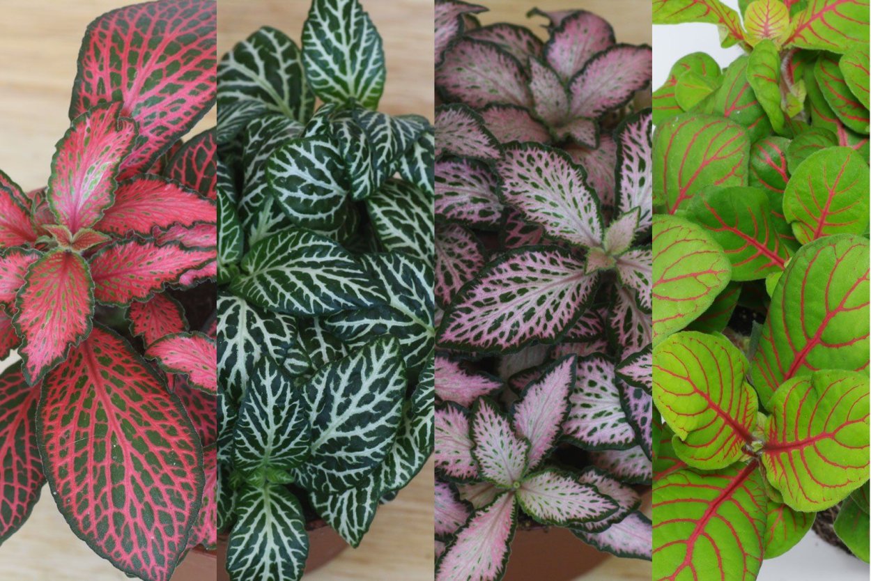 Фиттония албивенис